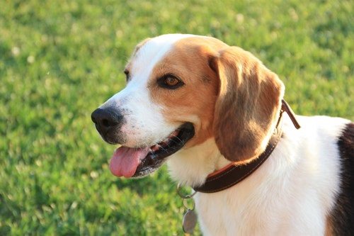 The Scottish Kennel Club: Double Championship Dog Show